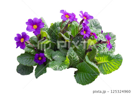 Purple spring primroses, primula polyanthus isolated on white background Purple spring primroses, primula polyanthus isolated on white background 125324960