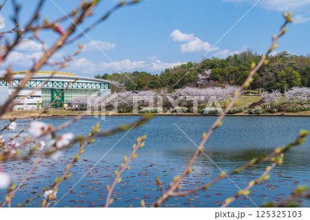 春の愛・地球博記念公園、満開の桜〈愛知県長久手市〉 春の愛・地球博記念公園、満開の桜〈愛知県長久手市〉 125325103