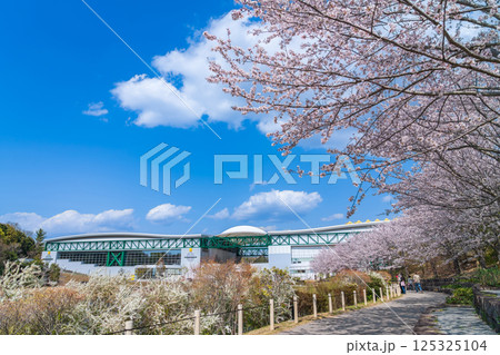 春の愛・地球博記念公園、満開の桜〈愛知県長久手市〉 125325104