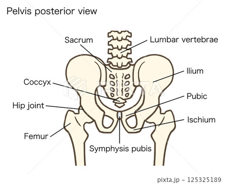 骨盤と股関節の後面、腰椎、椎間板、寛骨、仙骨、腸骨、恥骨、坐骨、名称あり 125325189