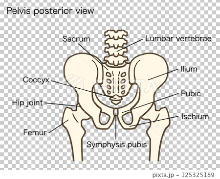 骨盤と股関節の後面、腰椎、椎間板、寛骨、仙骨、腸骨、恥骨、坐骨、名称あり 125325189
