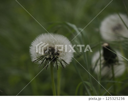 Dandelion flower close up detail Dandelion flower close up detail 125325236