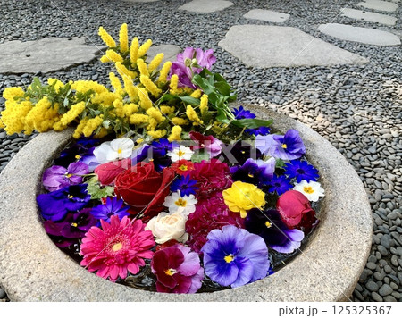 3月の色鮮やかな花手水(カーネーション・ミモザ・薔薇・ガーベラ・パンジー)〈菅生神社/愛知県岡崎市〉 3月の色鮮やかな花手水(カーネーション・ミモザ・薔薇・ガーベラ・パンジー)〈菅生神社/愛知県岡崎市〉 125325367