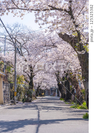 大阪 石切桜坂周辺の桜並木 大阪 石切桜坂周辺の桜並木 125325382