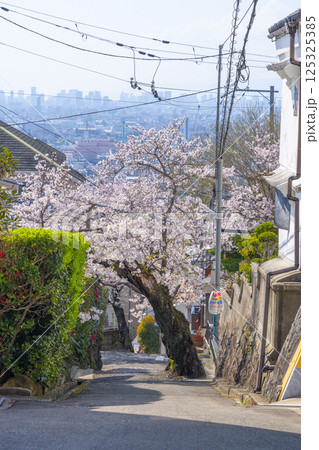 大阪 石切桜坂周辺の桜並木 大阪 石切桜坂周辺の桜並木 125325385