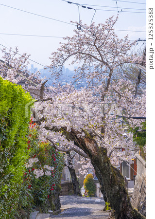 大阪 石切桜坂周辺の桜並木 大阪 石切桜坂周辺の桜並木 125325388