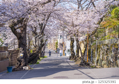 大阪　石切桜坂周辺の桜並木 125325391