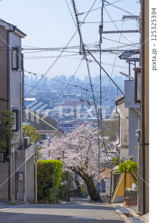 大阪 石切桜坂周辺の桜並木 大阪 石切桜坂周辺の桜並木 125325394