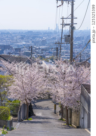 大阪　石切桜坂周辺の桜並木 125325399