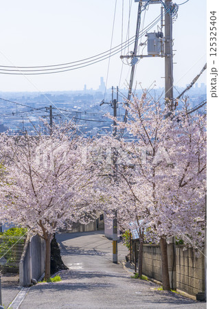大阪 石切桜坂周辺の桜並木 大阪 石切桜坂周辺の桜並木 125325404