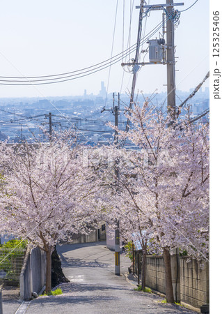 大阪　石切桜坂周辺の桜並木 125325406