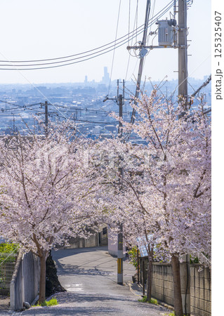 大阪　石切桜坂周辺の桜並木 125325407