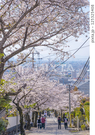 大阪 石切桜坂の桜並木 大阪 石切桜坂の桜並木 125325408