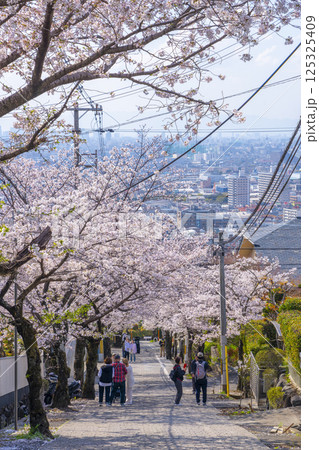 大阪　石切桜坂の桜並木 125325409