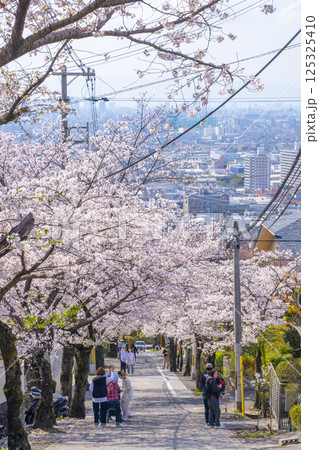 大阪　石切桜坂の桜並木 125325410