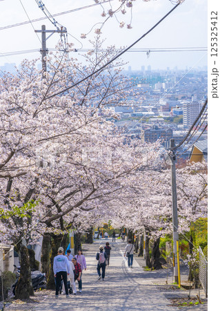 大阪 石切桜坂の桜並木 大阪 石切桜坂の桜並木 125325412
