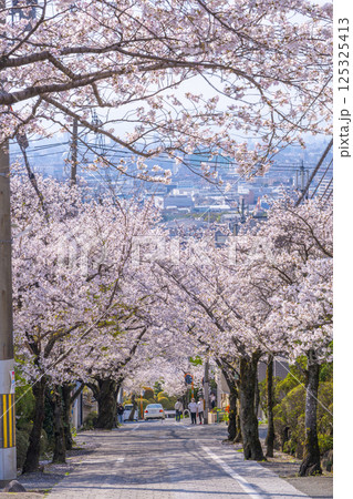 大阪　石切桜坂の桜並木 125325413