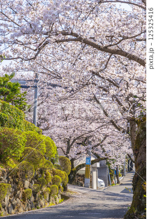大阪　石切桜坂周辺の桜並木 125325416