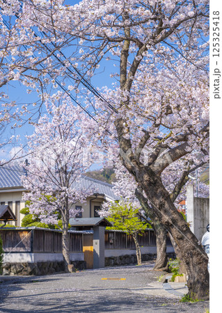 大阪　石切桜坂周辺の桜並木 125325418