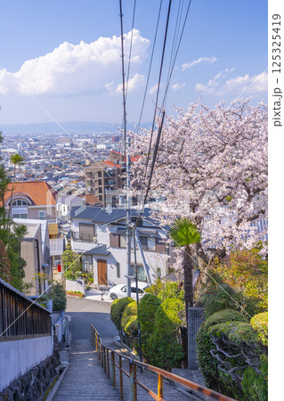 大阪 石切桜坂周辺の桜並木 大阪 石切桜坂周辺の桜並木 125325419