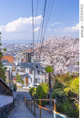 大阪 石切桜坂周辺の桜並木 大阪 石切桜坂周辺の桜並木 125325421