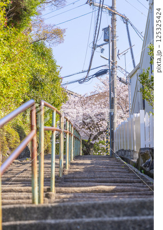 大阪　石切桜坂周辺の桜並木 125325424