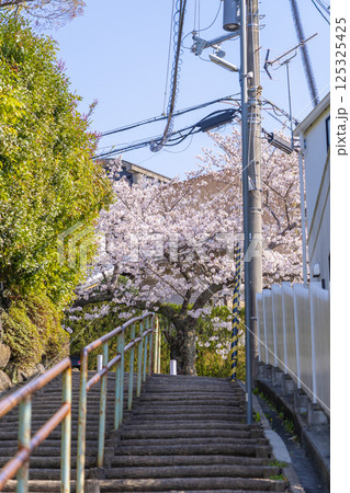 大阪　石切桜坂周辺の桜並木 125325425