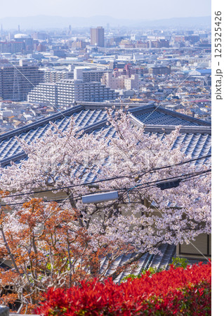 大阪 石切桜坂周辺の桜並木 大阪 石切桜坂周辺の桜並木 125325426