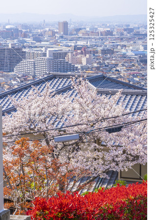 大阪 石切桜坂周辺の桜並木 大阪 石切桜坂周辺の桜並木 125325427