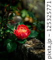 A beautiful fresh red bush rose grows in the garden in greenery 125325771