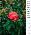 A beautiful fresh red bush rose grows in the garden in greenery 125325772