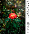 A beautiful fresh red bush rose grows in the garden in greenery 125325773