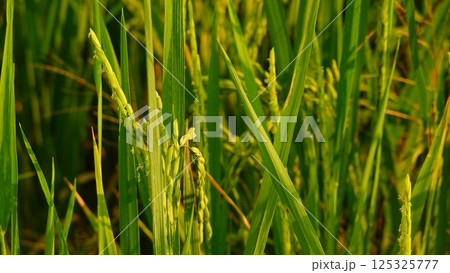 Rice field agriculture grain food yield season Rice field agriculture grain food yield season 125325777