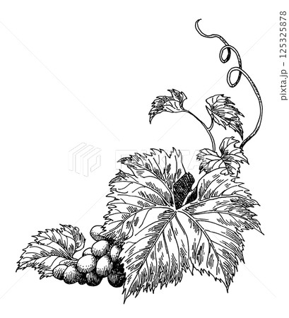 ペン画ぶどうフレーム素材右下 125325878