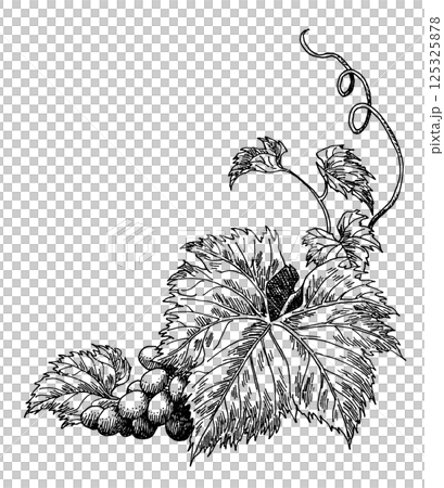 ペン画ぶどうフレーム素材右下 125325878