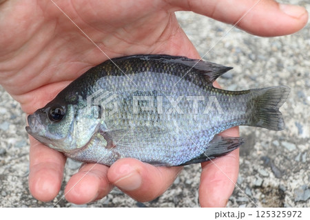 釣りあげたブルーギル 125325972