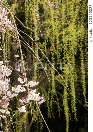 春、枝垂れ桜と柳の新緑幅径-2 春、枝垂れ桜と柳の新緑幅径-2 125326027