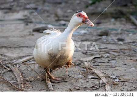 The white Muscovy Duck is stay in nature garden The white Muscovy Duck is stay in nature garden 125326131