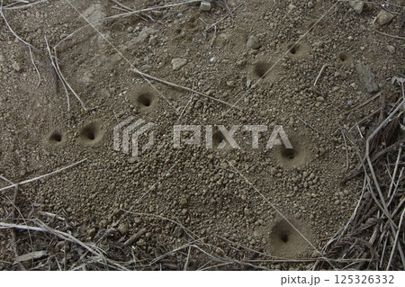 アリジゴク／ナミウスバカゲロウ幼虫（栃木県那須郡那須町） 125326332