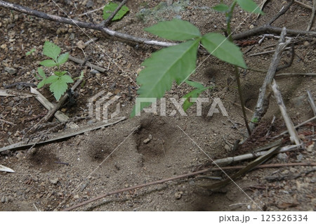 アリジゴク／ナミウスバカゲロウ幼虫（栃木県那須郡那須町） 125326334
