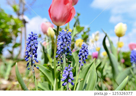 青いムスカリの花 青いムスカリの花 125326377