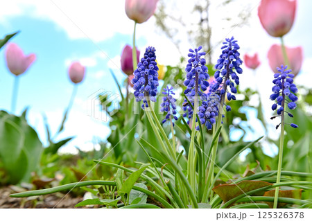 青いムスカリの花 125326378