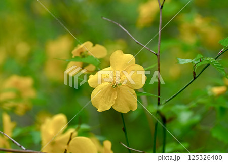 ヤマブキの花 ヤマブキの花 125326400