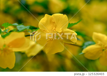 ヤマブキの花 125326403