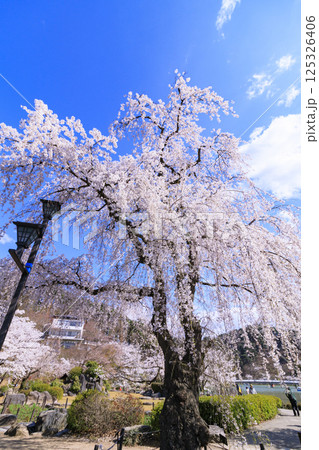 桜満開の臥竜公園 桜満開の臥竜公園 125326406