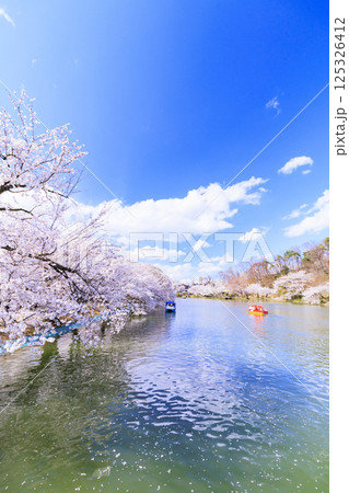 桜満開の臥竜公園 125326412