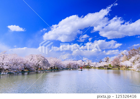桜満開の臥竜公園 桜満開の臥竜公園 125326416