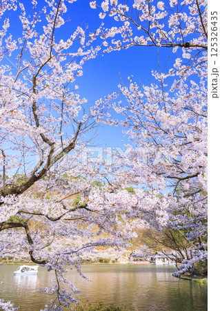 桜満開の臥竜公園 125326435