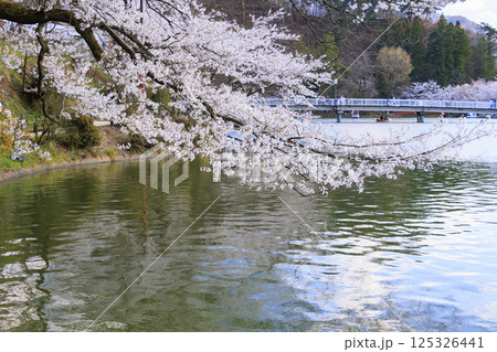 桜満開の臥竜公園 桜満開の臥竜公園 125326441