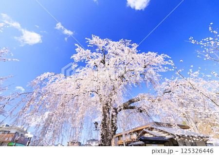 桜満開の臥竜公園 125326446